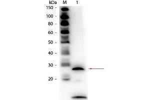 Western Blot of Rabbit anti-Trypsin Antibody Biotin Conjugated. (Trypsin anticorps  (Biotin))