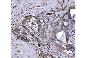 IHC analysis of FXR1 using anti-FXR1 antibody (ABIN7600093). (FXR1 anticorps  (AA 149-614))