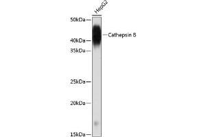 Western blot analysis of extracts of HepG2 cells, using Cathepsin B antibody (ABIN7266148) at 1:1000 dilution. (Cathepsin B anticorps)