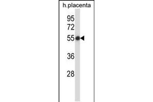 Western blot analysis in human placenta tissue lysates (35ug/lane).