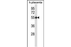 Western blot analysis in human placenta tissue lysates (35ug/lane). (SMARCB1 anticorps  (N-Term))