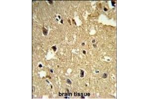 Formalin-fixed and paraffin-embedded human brain tissue reacted with TBB1 Antibody, which was peroxidase-conjugated to the secondary antibody, followed by DAB staining. (TUBB1 anticorps)