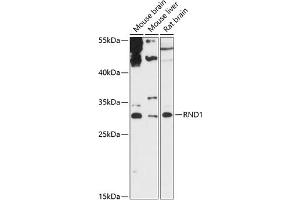 Western blot analysis of extracts of various cell lines, using RND1 antibody (ABIN6128639, ABIN6146997, ABIN6146998 and ABIN6217798) at 1:3000 dilution. (RND1 anticorps  (AA 103-232))