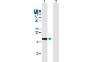 Western Blot analysis of LST1 expression in transfected 293T cell line by LST1 MaxPab polyclonal antibody. (LST1 anticorps  (AA 1-118))