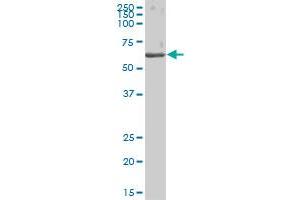 CES1 MaxPab polyclonal antibody.