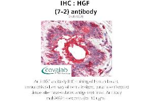 Image no. 2 for anti-Hepatocyte Growth Factor (Hepapoietin A, Scatter Factor) (HGF) antibody (ABIN1723243) (HGF anticorps)
