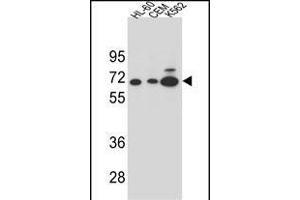 Y2B Antibody (N-term) (ABIN654651 and ABIN2844347) western blot analysis in HL-60,CEM and K562 cell line lysates (35 μg/lane). (AMY2B anticorps  (N-Term))