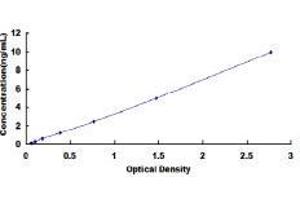 BCL2-Like 2 (BCL2L2) ELISA Kit