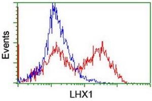 Image no. 3 for anti-LIM Homeobox 1 (LHX1) (AA 100-362) antibody (ABIN1490803) (LHX1 anticorps  (AA 100-362))
