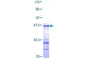 Image no. 1 for SHC (Src Homology 2 Domain Containing) Transforming Protein 2 (SHC2) (AA 718-829) protein (GST tag) (ABIN1319935)