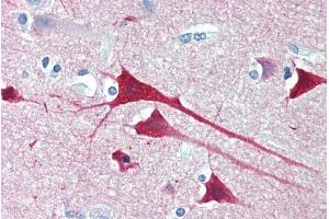 ABIN571065 (5µg/ml) staining of paraffin embedded Human Cortex. (Neurogranin anticorps  (Internal Region))