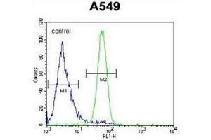 Flow cytometric analysis of A549 cells using FSTL1 Antibody (C-term) Cat.