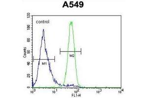 Flow cytometric analysis of A549 cells using FSTL1 Antibody (C-term) Cat. (FSTL1 anticorps  (C-Term))