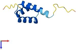 HOP Homeobox (HOPX) (AA 1-73) protein (Fc Tag)