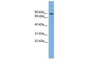 Mitofusin 1 antibody used at 1 ug/ml to detect target protein. (MFN1 anticorps  (Middle Region))
