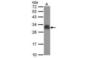 Image no. 2 for anti-Pituitary Tumor-Transforming 2 (PTTG2) (AA 2-174) antibody (ABIN1500512) (PTTG2 anticorps  (AA 2-174))