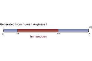 Image no. 2 for anti-Arginase, Liver (ARG1) (AA 53-207) antibody (ABIN968128) (Liver Arginase anticorps  (AA 53-207))