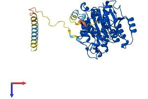 AlphaFold protein structure predicition of Human Recombinant B3GNT2 Protein, UniprotID Q9NY97