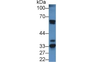 Detection of FGA in Mouse Kidney lysate using Polyclonal Antibody to Fibrinogen Alpha Chain (FGA) (FGA anticorps  (AA 34-255))