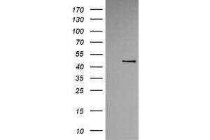Image no. 1 for anti-tRNA 5-Methylaminomethyl-2-Thiouridylate Methyltransferase (TRMU) antibody (ABIN1501523) (TRMU anticorps)