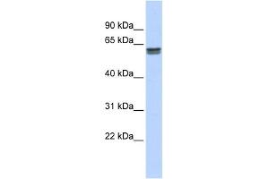 WB Suggested Anti-PEPD Antibody Titration: 0. (PEPD anticorps  (Middle Region))