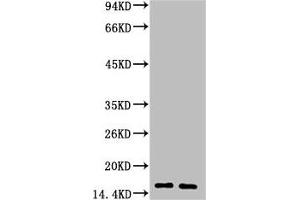 Western blot analysis of 1) Human Milk, 2) Milk, diluted at 1:3000. (LALBA anticorps)