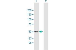 Western Blot analysis of PACSIN1 expression in transfected 293T cell line by PACSIN1 MaxPab polyclonal antibody.
