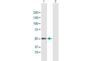 Western Blot analysis of PACSIN1 expression in transfected 293T cell line by PACSIN1 MaxPab polyclonal antibody. (PACSIN1 anticorps  (AA 1-444))