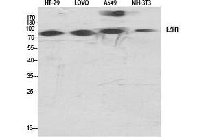 Western Blot (WB) analysis of specific cells using ENX-2 Polyclonal Antibody.