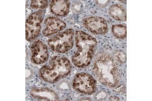 Immunohistochemical staining (Formalin-fixed paraffin-embedded sections) of human kidney with ACAA1 monoclonal antibody, clone CL2663  shows granular cytoplasmic immunoreactivity in renal tubules. (ACAA1 anticorps)