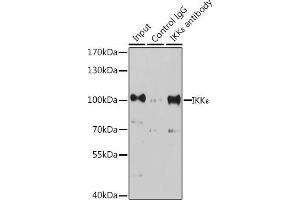 Immunoprecipitation analysis of 200 μg extracts of K-562 cells, using 3 μg IKKε antibody (ABIN7267876). (IKKi/IKKe anticorps  (AA 460-620))