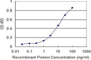 Detection limit for recombinant GST tagged RBL2 is 0. (p130 anticorps  (AA 416-515))