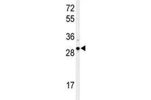 Western blot analysis of XBP1 antibody and Ramos lysate. (XBP1 anticorps  (AA 62-91))