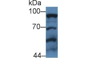 Detection of STAT3 in Human Hela cell lysate using Polyclonal Antibody to Signal Transducer And Activator Of Transcription 3 (STAT3)