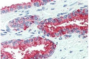 Anti-CDCP1 antibody  ABIN960754 IHC staining of human prostate. (CDCP1 anticorps  (Internal Region))