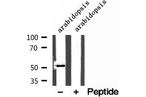Western blot analysis of extracts of mouse liver tissue, using MAT1A antibody. (MAT1A anticorps  (N-Term))