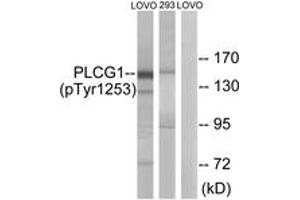 Western blot analysis of extracts from LOVO cells treated with and 293 cells treated with heat shock, using PLCG1 (Phospho-Tyr1253) Antibody. (Phospholipase C gamma 1 anticorps  (pTyr1253))