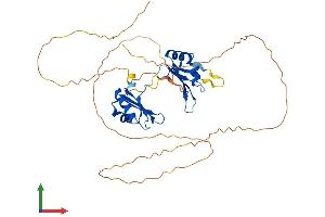 AlphaFold protein structure predicition of Human Recombinant RBMS2 Protein, UniprotID Q15434