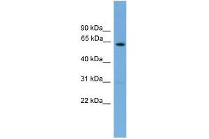 WB Suggested Anti-Nr5a2 Antibody Titration:  0.