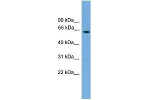 WB Suggested Anti-Nr5a2 Antibody Titration:  0. (NR5A2 + LRH1 anticorps  (C-Term))