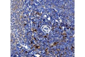 IHC analysis of NOXA2/p67phox/NCF2 using anti-NOXA2/p67phox/NCF2 antibody (ABIN7599462). (NCF2 anticorps  (AA 1-526))