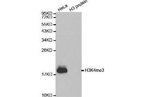 Western Blotting (WB) image for anti-Histone 3 (H3) (H3K4me3) antibody (ABIN6219512) (Histone 3 anticorps  (H3K4me3))