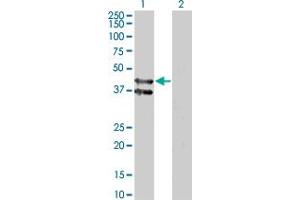 Western Blot analysis of GPR175 expression in transfected 293T cell line by GPR175 monoclonal antibody (M01), clone 6D7. (GPR175 anticorps  (AA 281-371))