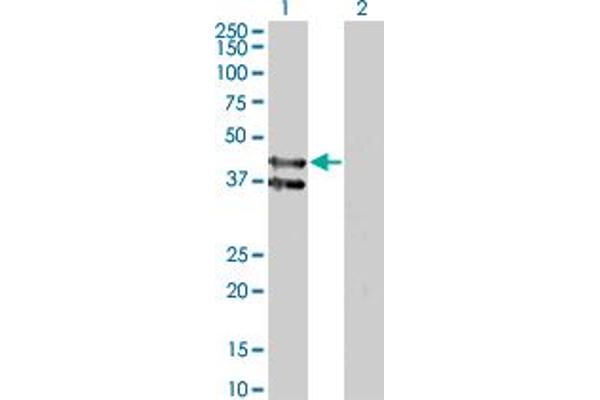 GPR175 anticorps  (AA 281-371)