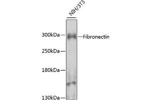 Western blot analysis of extracts of NIH/3T3 cells, using Fibronectin antibody (ABIN6127900, ABIN6140725, ABIN6140727 and ABIN6223384) at 1:1000 dilution. (Fibronectin 1 anticorps  (AA 1-128))