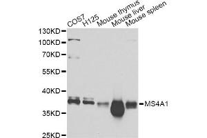 Western blot analysis of extracts of various cell lines, using MS4A1 Antibody (ABIN5970906) at 1/1000 dilution. (CD20 anticorps)