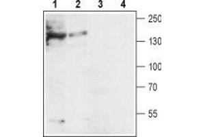 Western blot analysis of mouse (lanes 1 and 3) and rat (lanes 2 and 4) heart lysates: - 1,2. (SLC8A1 anticorps  (3rd Intracellular Loop))
