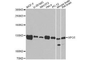 Western blot analysis of extracts of various cell lines, using XPO5 antibody. (XPO5 anticorps  (AA 925-1204))