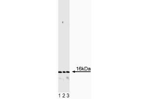 Western blot analysis of CD3zeta. (CD247 anticorps)