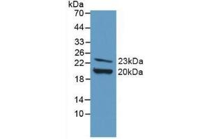 Western blot analysis of recombinant Mouse FGF2.